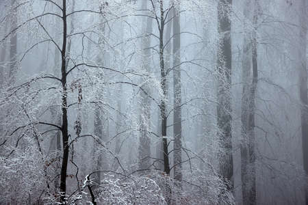 Icy Frosted Branches Foggy Forestの写真素材