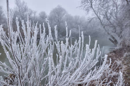 Icy Frosted Branches Winter Landscapeの写真素材