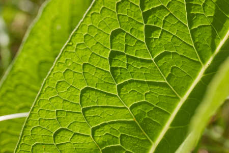 Green Leaves of Springの写真素材
