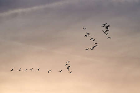 Geese glying in sunsetの写真素材