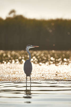 Gray heron standing in waterの写真素材