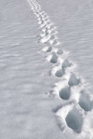 Mountain hiking in snowの写真素材