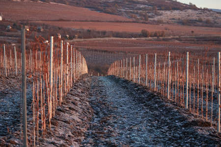 Countryside vineyard grapes in winterの写真素材
