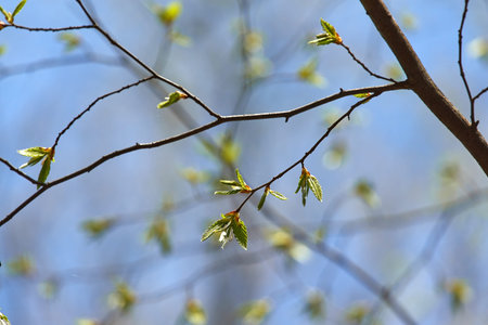 Buds emerging in spring