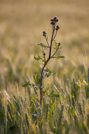 Weed plant growingの写真素材