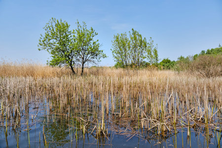 Water surface with plants