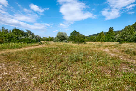 Meadow in summer with plants growingの写真素材
