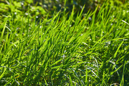Green Grass Fieldの写真素材