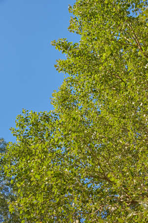 Spring Green Leavesの写真素材