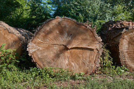 Logs of huge trees