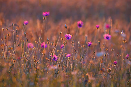 Meadow in late summer sunlightの写真素材