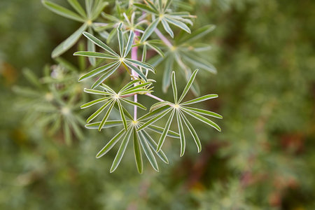 Small green leaves of a plant
