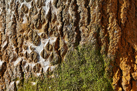 Tree trunk in a forest