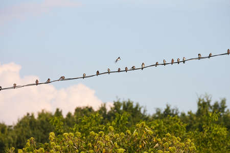 Swallows on the wiresの写真素材