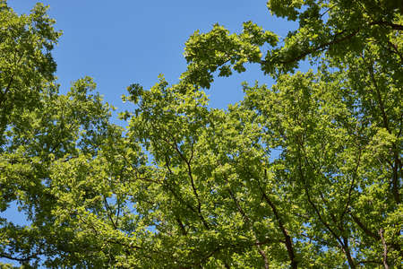 Spring Green Leavesの写真素材