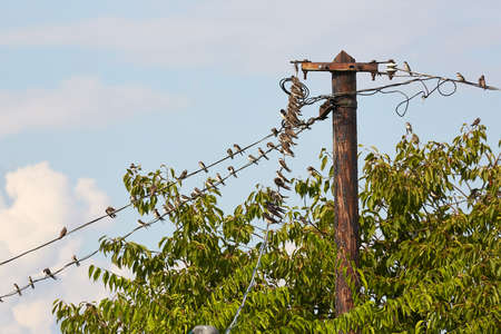 Swallows on the wiresの写真素材