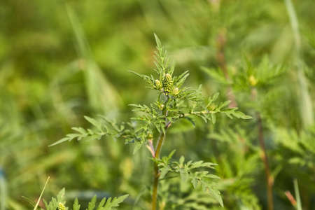 Ragweed closeup, common allergy plantの写真素材