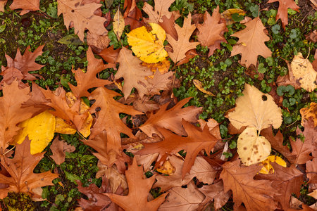 Fallen autumn leavesの写真素材