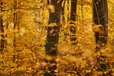 Autumn colors in a forestの写真素材