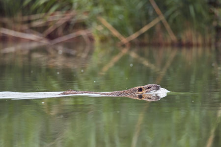 Beaver swimming in the waterの写真素材