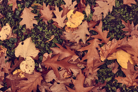 Fallen autumn leavesの写真素材