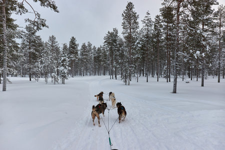 Dog sled ride in winter arctic forestの写真素材