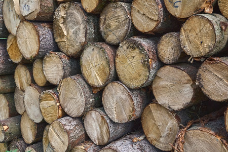 Log wood pileの写真素材