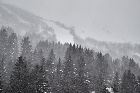 Winter forest snow storm and fogの写真素材