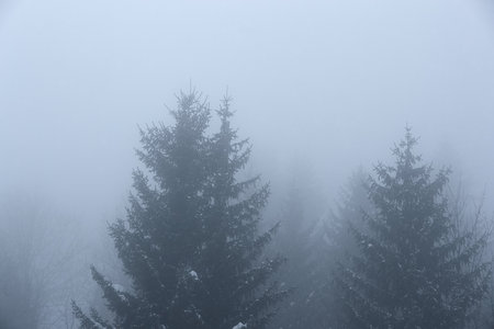 Winter fog with trees fading into the gloomの写真素材