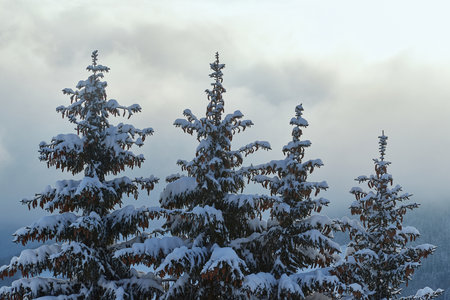 Winter Landscape with Trees, Falling Snowの写真素材