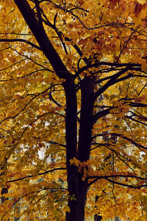 Autumn forest fall colorsの写真素材