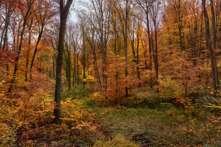 Autumn colors in a forestの写真素材