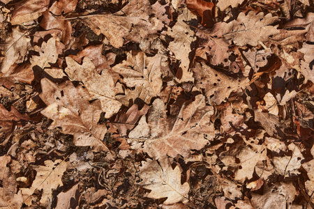 Fallen autumn leavesの写真素材