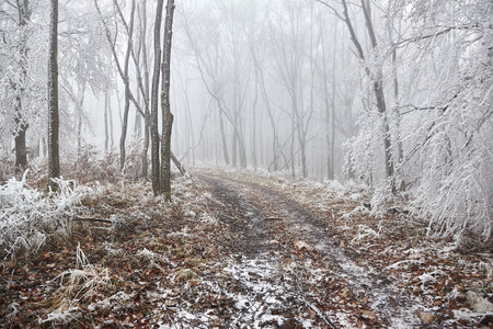 Winter forest frost landscapeの写真素材