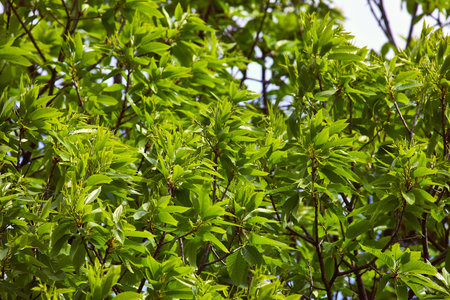 Spring Green Leaves