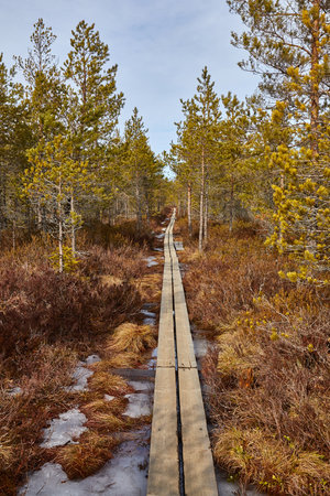 Swamps in Finlandの写真素材