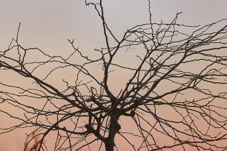 Bare tree branches at sunsetの写真素材