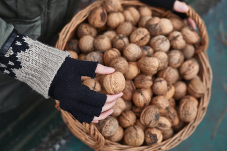 Collecting walnuts in a basketの写真素材