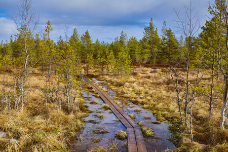 Swamps in Finlandの写真素材