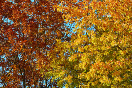 Autumn forest fall colorsの写真素材