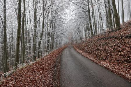 Winter forest road, frost on treesの写真素材