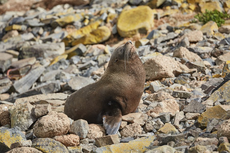 Young fur sealの写真素材