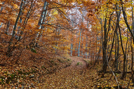 Autumn forest pathの写真素材