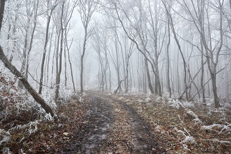 Winter forest frost landscapeの写真素材