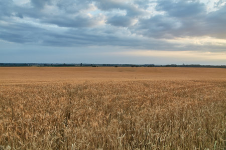 Wheat field detailの写真素材