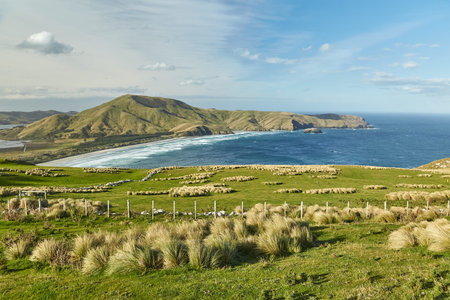 Green landscape in New Zealand