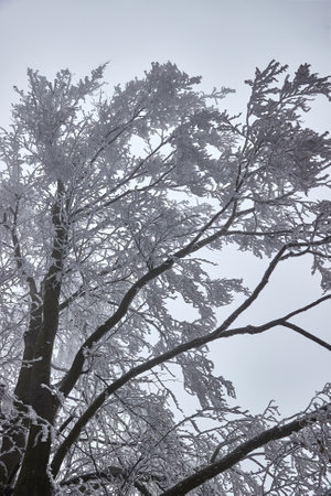 Icy Frosted Branches Foggy Forestの写真素材