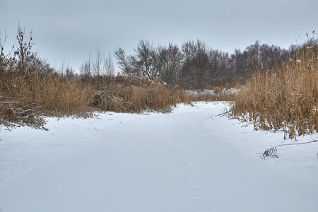 Frozen lake Tisza ice and snow and reedの写真素材