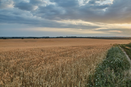 Wheat field detailの写真素材
