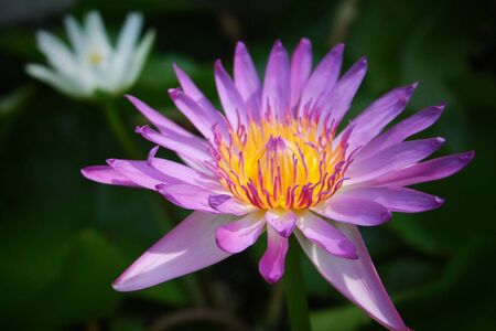 Beautiful Lotusの写真素材